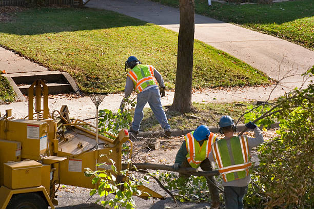 The Steps Involved in Our Tree Care Process in Piney Green, NC